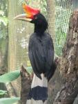 Sumatran rhinoceros hornbill