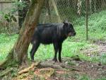 Sumatran serow *