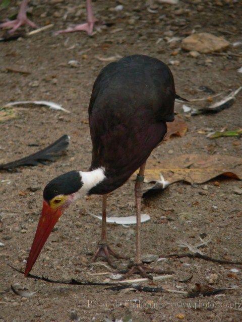 Storm's stork