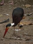 Storm's stork