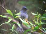 Black drongo *