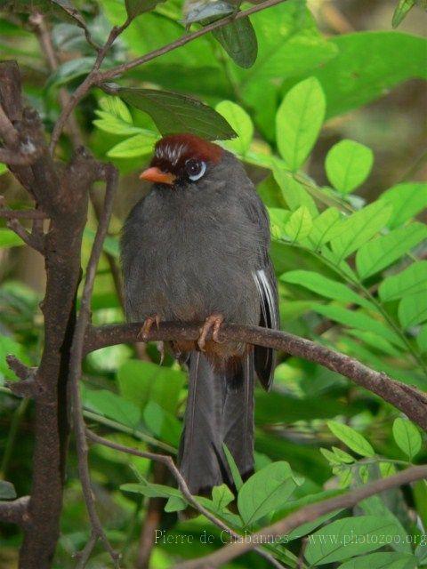 Chestnut-capped laughing-thrush