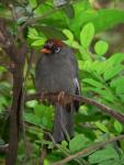 Chestnut-capped laughing-thrush