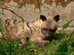 Striped hyena