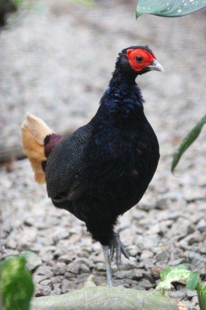Crestless fireback pheasant