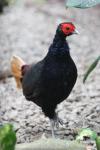 Crestless fireback pheasant