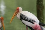 Painted stork