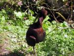 Glossy ibis