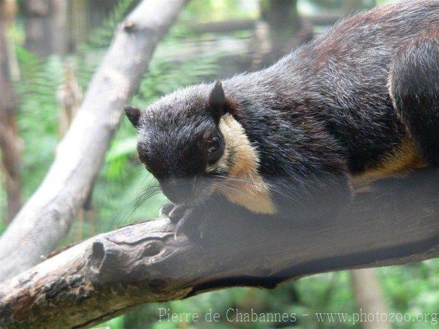 Black giant squirrel