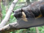 Black giant squirrel