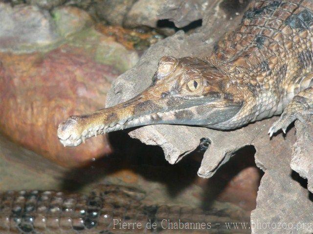 Malayan gharial