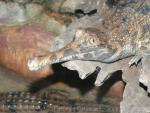 Malayan gharial