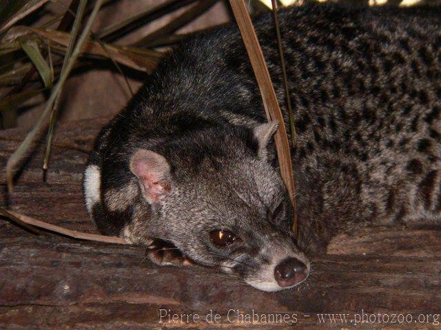 Malay civet *
