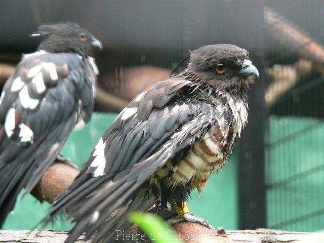 Black bazza