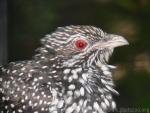 Western koel