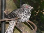 Western koel