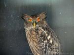 Brown fish-owl