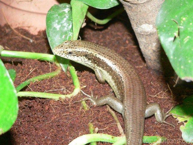 Long-tailed skink