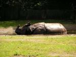 Indian rhinoceros