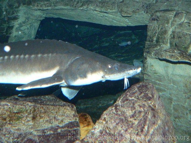 Amur sturgeon