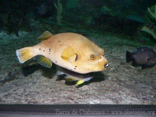 Blackspotted puffer