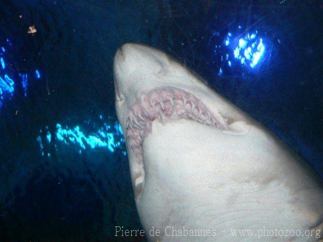 Sand tiger shark *