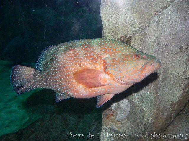 Coral grouper