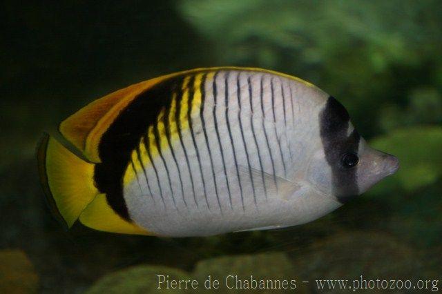 Lined butterflyfish