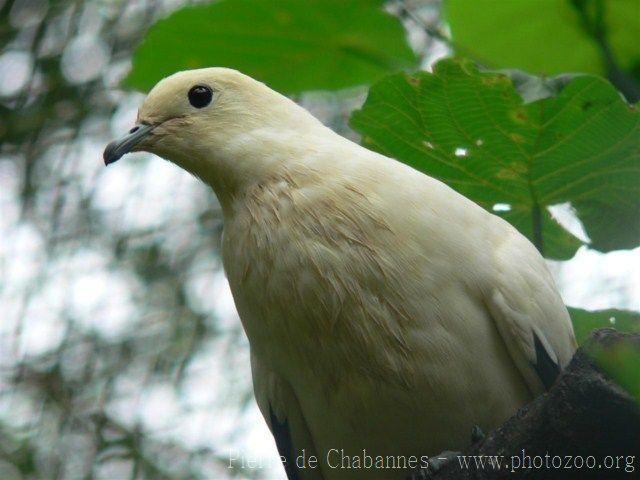 Pied imperial-pigeon