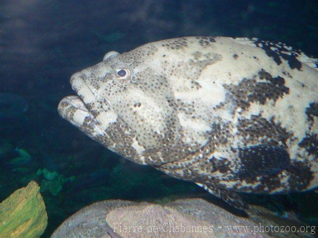 Brown-marbled grouper