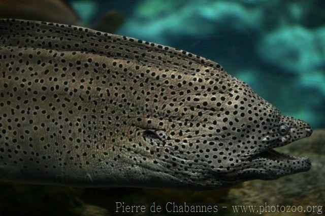 Spotted moray