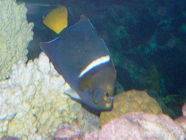 King angelfish *