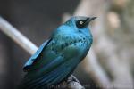 Long-tailed glossy-starling *