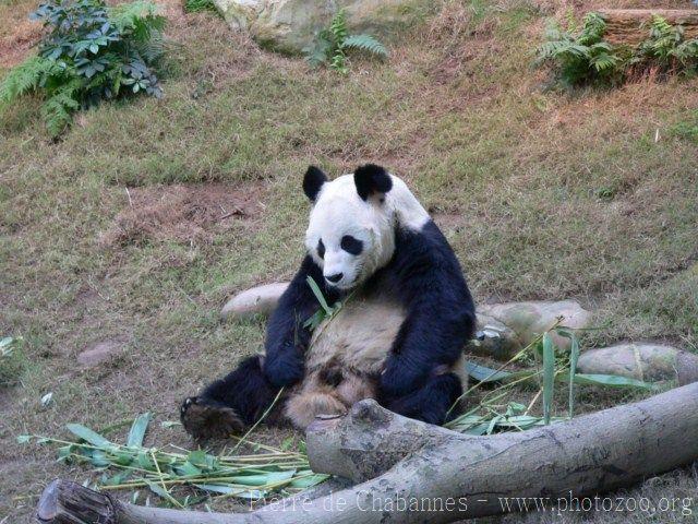 Giant panda
