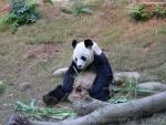 Giant panda