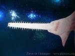 Largetooth sawfish *