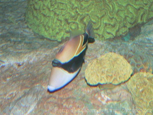 Wedge-tail triggerfish