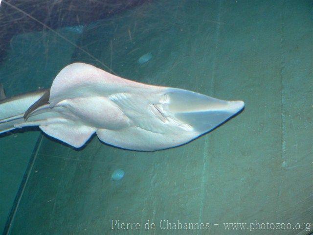 Giant guitarfish *