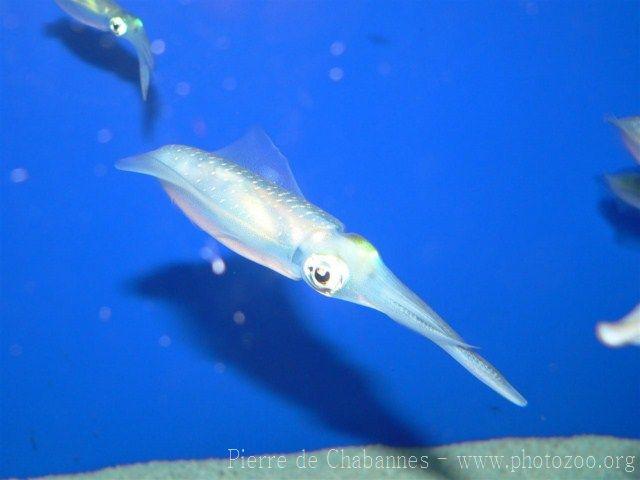 Bigfin reef squid