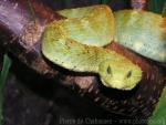 Variable bush viper