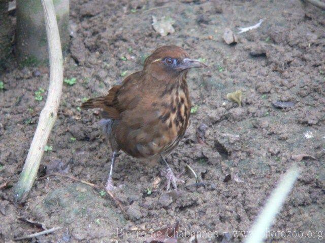 Spot-breasted laughing-thrush *