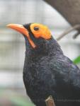 Yellow-faced myna