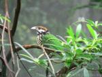 White-eared catbird *