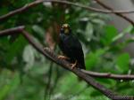 Golden-crested myna