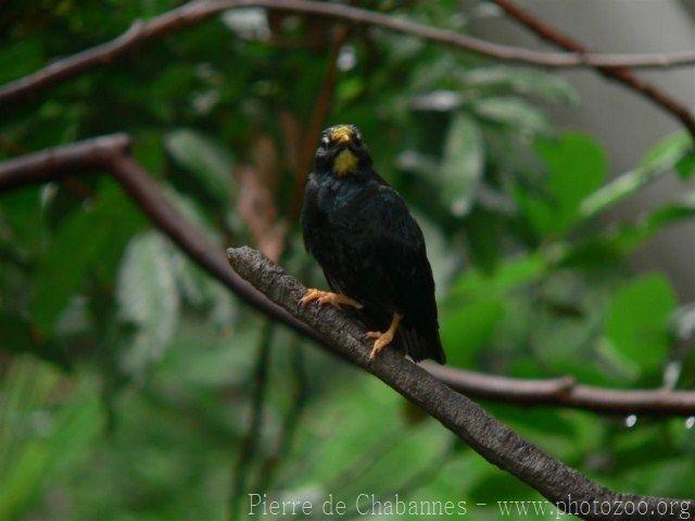 Golden-crested myna