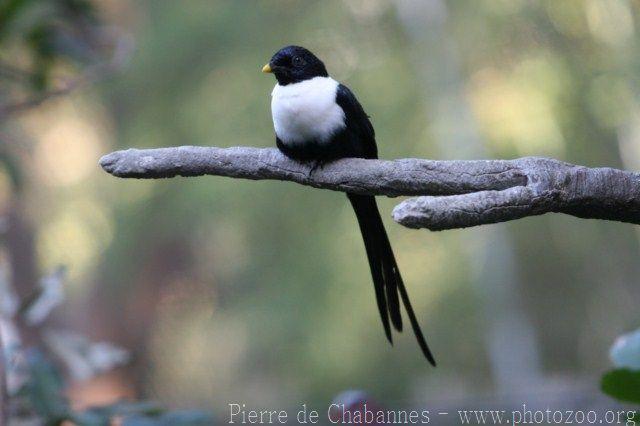 White-necked myna