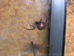 Southern black widow