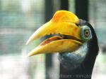 Wrinkled hornbill *