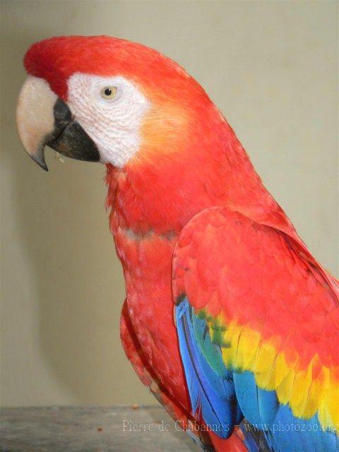 Scarlet macaw