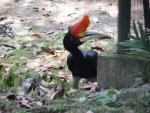 Sumatran rhinoceros hornbill *